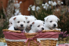 Terrier - West Highland White