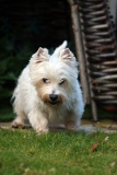Terrier - West Highland White