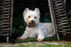 Terrier - West Highland White