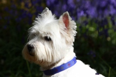Terrier - West Highland White