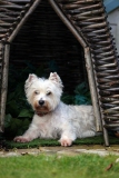 Terrier - West Highland White