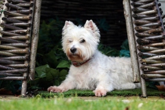 Terrier - West Highland White