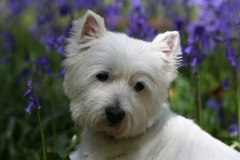 Terrier - West Highland White