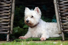 Terrier - West Highland White