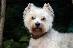Terrier - West Highland White