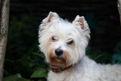 Terrier - West Highland White