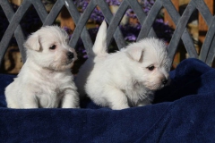 Terrier - West Highland White