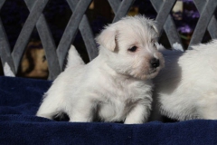 Terrier - West Highland White