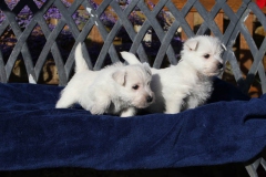 Terrier - West Highland White
