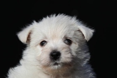 Terrier - West Highland White