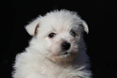 Terrier - West Highland White