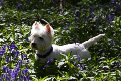 Terrier - West Highland White