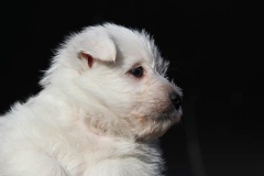 Terrier - West Highland White