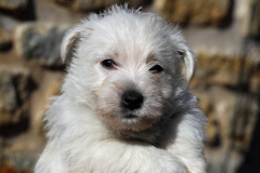 Terrier - West Highland White