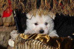 Terrier - West Highland White