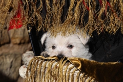 Terrier - West Highland White