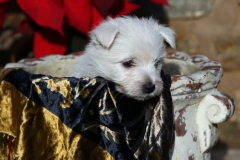 Terrier - West Highland White