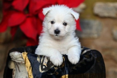 Terrier - West Highland White