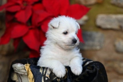 Terrier - West Highland White