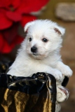 Terrier - West Highland White