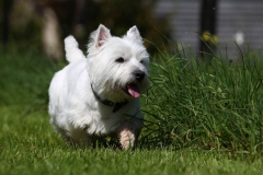 Terrier - West Highland White