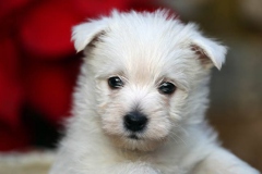 Terrier - West Highland White