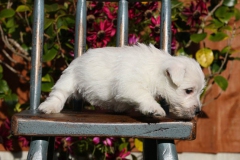 Terrier - West Highland White
