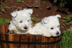Terrier - West Highland White