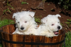 Terrier - West Highland White