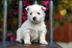 Terrier - West Highland White