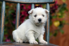 Terrier - West Highland White