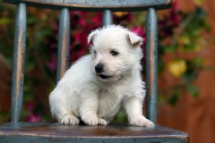 Terrier - West Highland White