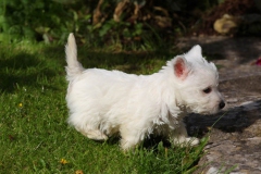 Terrier - West Highland White