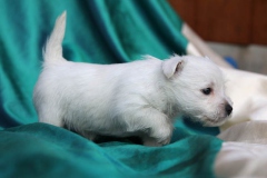 Terrier - West Highland White