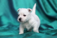 Terrier - West Highland White
