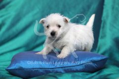 Terrier - West Highland White