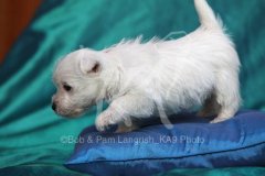 Terrier - West Highland White