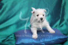 Terrier - West Highland White