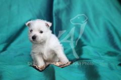 Terrier - West Highland White