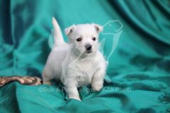 Terrier - West Highland White