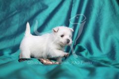 Terrier - West Highland White