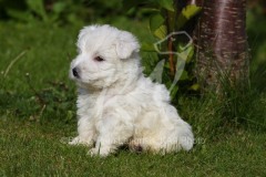 Terrier - West Highland White