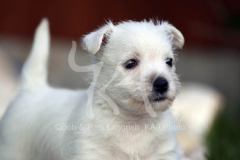 Terrier - West Highland White