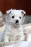 Terrier - West Highland White