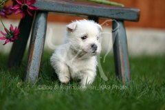 Terrier - West Highland White