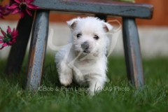 Terrier - West Highland White