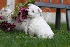 Terrier - West Highland White