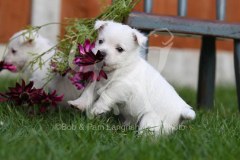 Terrier - West Highland White