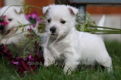 Terrier - West Highland White