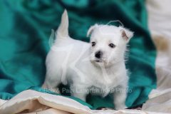Terrier - West Highland White